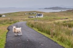 Ecosse - Péninsule de Stoer - Si t\'étais pas en train de faire tes besoins, la carte postale serait parfaite