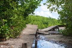 Guadeloupe - Sainte Anne - Parcours d'obstacle cyclonique dans la mangrove