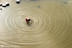 Inde - Madurai - L\'heure de la toilette