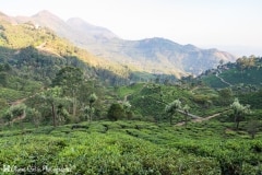 Inde - Munnar - L\'heure du thé