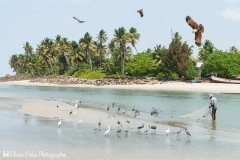 Inde - Entre Marari beach et Kochi - Un autre retour de la pêche