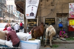 Inde - Mumbai - Scène champêtre de rue